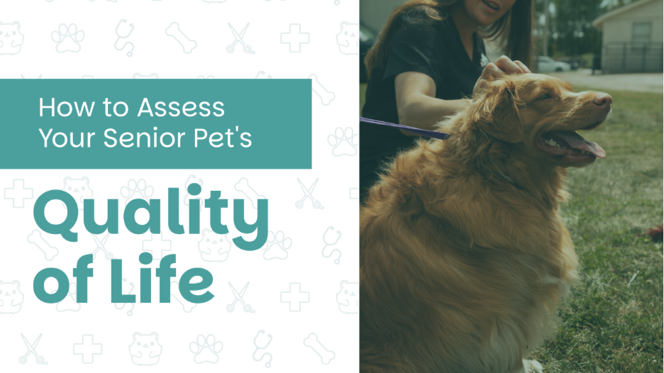 Senior dog sitting outdoors beside a person, with graphic text reading “How to Assess Your Senior Pet’s Quality of Life.”
